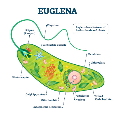 Euglena illustration with organelles