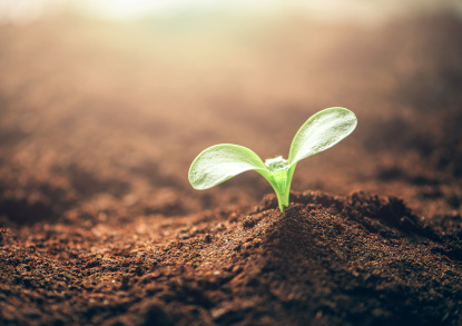 green plant sprouting in brown earth