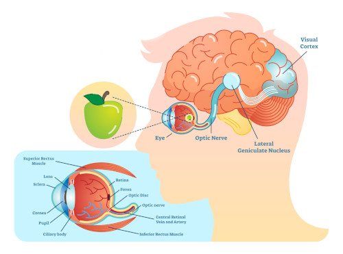 how the eye works to see an apple