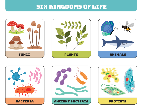The variety of life classified into six kingdoms
