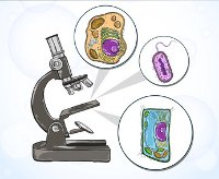 Microscope looking at single cells