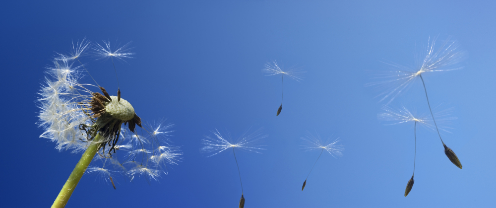 Dandelion seeds blowing in the wind