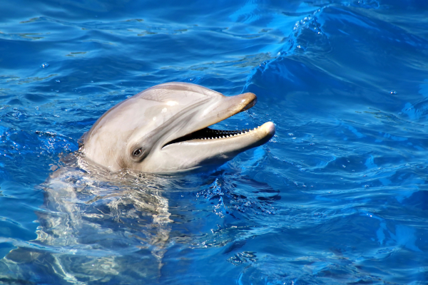 Dolphin as an example of natural intelligence