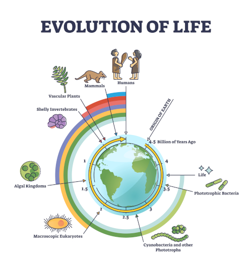 evolution of life chart