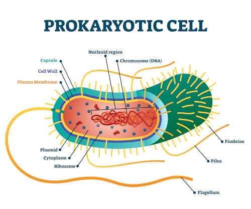 prokaryotes, a single-celled ancient life form