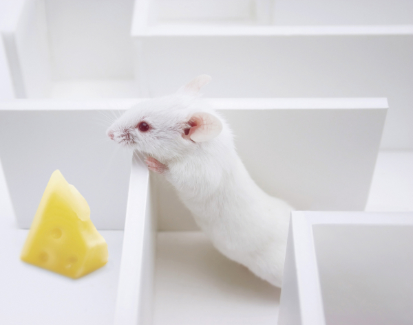 rat gets cheese in maze