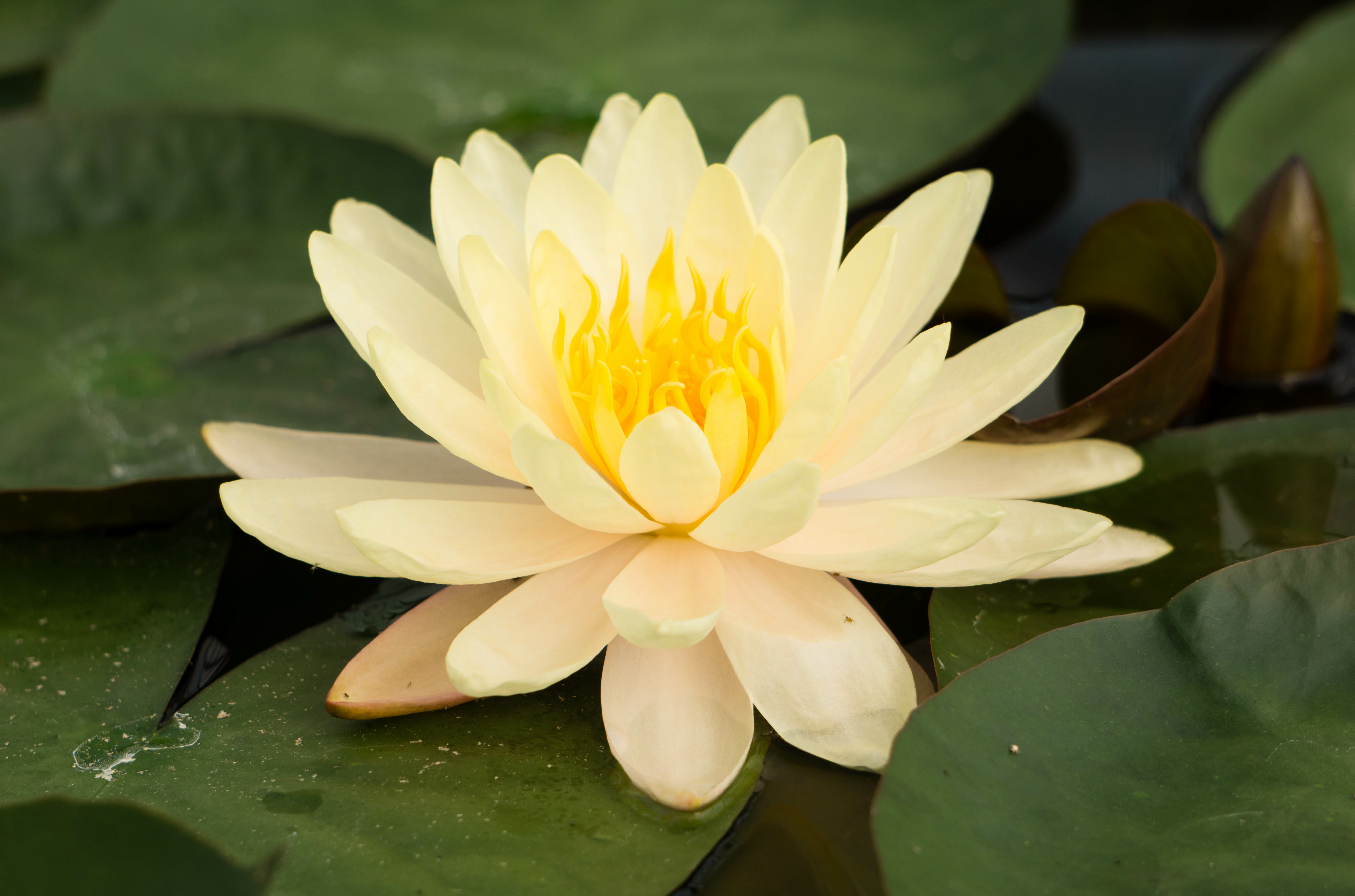yellow lotus with green leaves in pond